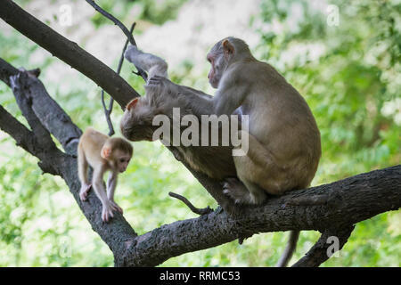 Singe rhésus (Macaca mulatta), groupe familial de toilettage. Parc national de Keoladeo. Bharatpur. Le Rajasthan. L'Inde. Banque D'Images