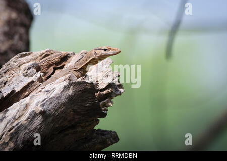 Bengal Varan (Varanus bengalensis), juvénile sur le trou de l'arbre. Parc national de Keoladeo. Bharatpur. Le Rajasthan. L'Inde. Banque D'Images