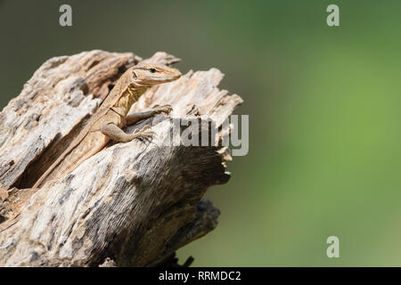 Bengal Varan (Varanus bengalensis), juvénile sur le trou de l'arbre. Parc national de Keoladeo. Bharatpur. Le Rajasthan. L'Inde. Banque D'Images