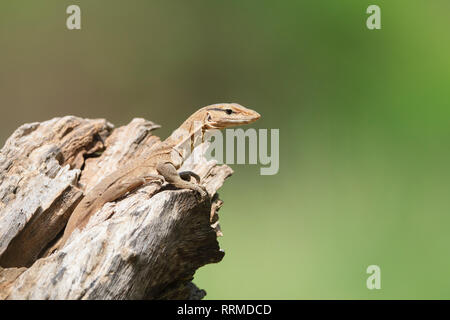 Bengal Varan (Varanus bengalensis), juvénile sur le trou de l'arbre. Parc national de Keoladeo. Bharatpur. Le Rajasthan. L'Inde. Banque D'Images