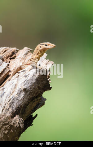 Bengal Varan (Varanus bengalensis), juvénile sur le trou de l'arbre. Parc national de Keoladeo. Bharatpur. Le Rajasthan. L'Inde. Banque D'Images