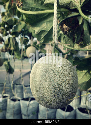 Les jeunes Japonais de germination ou de melons melon cantaloup melon vert ou de plantes poussant dans les émissions de farm en charge par string. filets melon Banque D'Images