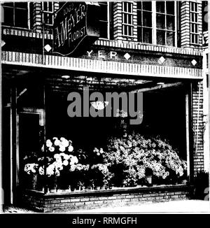 . Les fleuristes [microforme] examen. La floriculture. Fenêtre d'A. Meyer's Store, New York City. La Chine et le Japon ., une très (dd spec.s. C'est vu Aronnil Cincinnati (|uite fre nn. Bref DES RÉPONSES. K. F. Co., .Minn. Sei' |.:vei L'o question pour mai l."i. r. M. C, malade. Il dépend de l'.'ir tistic goût ,'llld .|ce(irati e .-lldlitie tiorist-- des. H. .1. J'.., la. Le s:in.| ne fera pas de Ir.ini. J|e;c;sols iy i|i être lllened;iil bv à l'aide de liois inaiiiire» dans le coni|iost ini ;. F. I !. H., .Md. 't lui t ie nji la pivoine plantes si yoii liest veulent des résultats. Le problème avec ]i;n'est pas insies à cause des graines, Banque D'Images