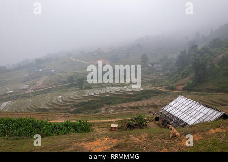 Un chien est assis sur une colline en terrasses dans le brouillard avec du riz paddy et bâtiments en arrière-plan, Sa Pa, Vietnam Banque D'Images