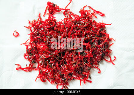 Close up de très nombreux petits papillons de larves de moustiques rouge glissante sur fond blanc. Appâts de pêche idéal. Banque D'Images