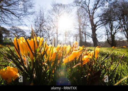 Crocus développe à Woodthorpe Park à Nottingham, Nottinghamshire England UK Banque D'Images