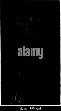 . Les fleuristes [microforme] examen. La floriculture. Pas BITOSI lOH si 7oa mend votre oamfttioBi UPRRIOR avec entrée ?de ?TAPLRI CARNATION S6o pour 1000 ; 8000. pMtpkid 11,00 pour ScUattertS« j'WB.422, rue Main, Sprlnrfleid Maeo,. Bras. Veuillez noter que ces images sont extraites de la page numérisée des images qui peuvent avoir été retouchées numériquement pour plus de lisibilité - coloration et l'aspect de ces illustrations ne peut pas parfaitement ressembler à l'œuvre originale.. Chicago : les fleuristes Pub. Co Banque D'Images