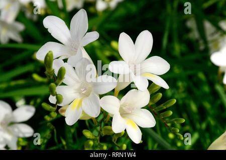 Fleurs de freesia Alba Banque D'Images