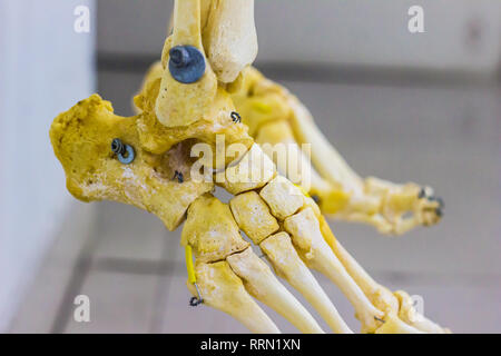 Tarse et métatarse articulé phalanges os montrant les droits de l'articulation de la cheville anatomie en fond blanc Banque D'Images