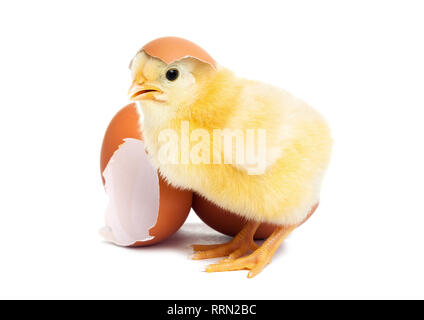 Mignon bébé jaune poussin avec egg Banque D'Images