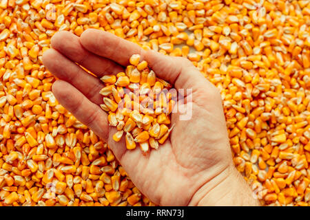 Farmer poignée de grains de maïs récolté, concept d'abondance et de grand rendement après récolte réussie Banque D'Images