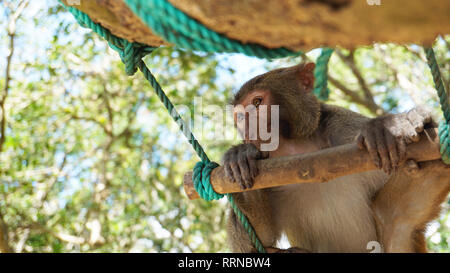 Jeune singe macaque avec multi-couleur yeux sitting on tree branch. Macaque Monkey dans la forêt tropicale. Des singes dans l'environnement naturel. Chine Banque D'Images