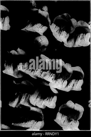 . Les fleuristes [microforme] examen. La floriculture. 2 Mabch, 1910. L'examen pour fleuristes 77 jjiiiiiiiiiiiiiiiiiiiiiiiimiiiiiiiiiiiiiiiiiiiiiiiiiiiiiiiiiiiiiiiiiiiiiiiiiiiiiiiiiiiiiiiiiiiiiiiiiiiiiiiiiiiiiiiiiiiiiiiiiiiii^ Hardy JE Pentstemons Le hardy Pentstemons des Rocheuses  = constituent une espèce de voyante la plupart des usines américaines, S presque inconnu à American gardens, mais grandement apprécié de 5 horticulteurs britanniques et continentaux.  = Ces plantes sont rustiques et les polluants, l'article E beaucoup de négligence, mais de répondre à une grande beauté pour un peu de soin et d'attention.  = Les fleurs varient beaucoup en couleur, Banque D'Images