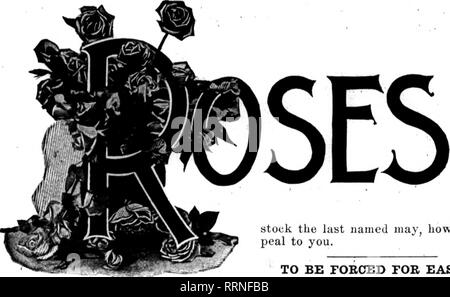 . Les fleuristes [microforme] examen. La floriculture. 20 Les fleuristes* Commentaire Fbbruabt 24, 1916.. le dernier stock nommé peut, toutefois, à vous d'appel. C. W. BOTTES BOSE ABE TROP DBY. Je vous fais parvenir sous pli séparé une beauté américaine plante qui semble être atteint d'une sorte de difficulté. Pouvez-vous me dire la cause de la panne et une réparation pour elle ! Les plantes sont cultivées dans une chambre de 150 pieds, sur des bancs. Le vieux bois a été réduit et les jeunes pousses sont l'objet de cette difficulté. Le feuillage être- vient la lumière, puis commence à tomber et enfin les plantes meurent. Il y a quelque temps, j'ai trouvé l'un affecte Banque D'Images