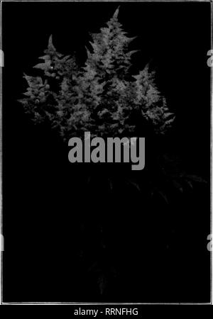 . Les fleuristes [microforme] examen. La floriculture. S Une première précaution à la rédaction du présent article, il peut être bien de publier l'identité de la plante qui fait l'objet de discussions, comme l'usine, si com- monly appelle une spirsea, est réellement une astilbe, selon les botanistes. Les botanistes et insister pour avoir le dernier mot sur ces questions. "Mais qu'est dans un nom ?" dit certains impatient, par- pad méprisante, de lecteur. "L'usine", ce lecteur affirme, "va croître ainsi sous un nom comme un autre." Peut-être, mais les noms sont parfois d'une importan Banque D'Images