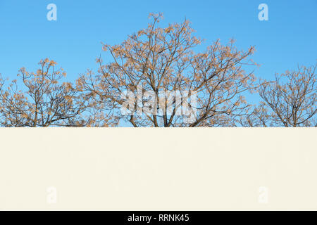 Mur Blanc avec des arbres et le fond bleu Banque D'Images