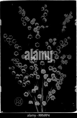. Les fleuristes [microforme] examen. La floriculture. r"^^. jy''f'^Apbil T'WTr 8, 1915. L'examen 43 fleuristes. Veuillez noter que ces images sont extraites de la page numérisée des images qui peuvent avoir été retouchées numériquement pour plus de lisibilité - coloration et l'aspect de ces illustrations ne peut pas parfaitement ressembler à l'œuvre originale.. Chicago : les fleuristes Pub. Co Banque D'Images