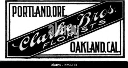 . Les fleuristes [microforme] examen. La floriculture. Nous Cany le grade le plus élevé de fleurs à côté du théâtre et STEAMSHIP DISTRICTS DÉCOR DE MARIAGE UNE SPÉCIALITÉ SAN FRANCISCO Podesta Baldocchi &AMP ; 224-226 Avenue Qrant invite et une attention particulière à l'ordre de l'extérieur de la ville fleuristes. SilN FRANCISCO, CAL-SHIBELEY MANN CO. Remplit des commandes pour les fleuristes du monde entier. Les prix raisonnables et la commission admis. Sfreef eiSUUSM 1203-1205 souffrent"fA90 SAN FRANdSGO, GAL 1036 Hyde Street t-^^wFO** Chote*. aowr fleuriste bâchés Livrables dans ce voisinage, appareil à vapeur, etc. Aussi sailinn Californ Banque D'Images