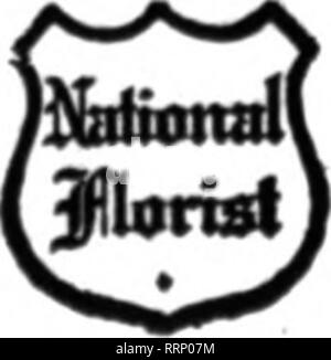 . Les fleuristes [microforme] examen. La floriculture. Seattle,WasL LW.McCOY.FIorisi BSarlon au Second Ave. St. producteur. Grossiste et détaillant et minutieuse attention accordée à l'invite de commandes. Alaska, Washington et Oregon. LOS ANGELES, CAL HOWARD &AMP ; SMITH, neuvième et rues OLIVB 7sur pouvez compter sur ns pour toutes les commandes à livrer dans cette section, ils n'expédient pas si bien et ne sont pas aussi satisfaisantes pour les commandes à l'extérieur. Ils n'ont pas échappé indemne, comme il y a eu beaucoup d'affouillement et de grandes quantités de plantes ont pourri à cause de trop d'humidité au niveau des racines. Il y a une grande quantité de Golden Gl Banque D'Images