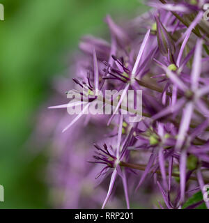 Un mauve violet Allium Christophii globe flower close up detail Profil de surface de bord extérieur Banque D'Images