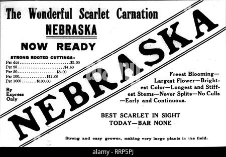 . Les fleuristes [microforme] examen. La floriculture. Dkcbmber 9, 1915. L'examen 117 pour fleuristes. La Merveilleuse Carnation écarlate NEBRASKA MAINTENANT PRÊT UN VIF enracinée par CUTTINQSi doz 3,00 $ par 4,50 $ 25 ^^^ ^^^ p:rm ; : ; : ; : ; : ; : ; : ;.$i2;d°^^ ! :"j'^^ ^^^ V gratuitement.t Bioommg- Par 1000 100,00 $ .^^^ ^^^^^^ ^m y Plus Flowcr^^^--lumineux g ^^^ ^H -^ ^^^^^ ?*^^^•* * plus longue et de couleur vive- ^Express y^^^^ ^^^^^^ ^f^^^^^ * ?*-tiges se sépare jamais-non seulement des abattages ^j&gt ;^^^^^^ ^K. W ^^^»^ -début et continu. Meilleur SCARLET EN VUE AUJOURD'HUI-BAR NONE JE forte ; et emay, producteur de décisions ; Tcry les grandes plantes sur le terrain. C. H. F Banque D'Images