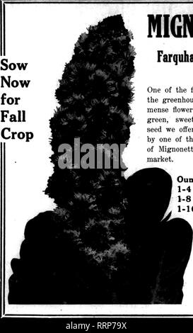 . Les fleuristes [microforme] examen. La floriculture. Robert Henry noir. est en train de mettre en pratique les principes du père à Albert Lea, Minnesota après l'indépendance et l'leayjng avant d'ar- attelage à Albert Lea, M. Black a passé quelques ttaft à Fayette, la., à la partie supérieure de l'Université de l'Iowa, et plus tard séjourné un certain temps à Philadelphie, où il avait beaucoup de chances de devenir versés dans la science de la vente des semences. Bien qu'il n'a pas été à Albert Lea long, M. Black a déjà fait lui-même bien connu dans cette partie du pays. Son hobby est le glaïeul, et quand vient le temps d'expositions de l'état, il chaque année pic Banque D'Images