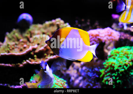 Papillons pyramide , beaux poissons tropicaux dans l'aquarium Banque D'Images