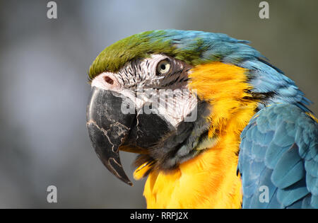 Blue and Gold Macaw Parrot / Banque D'Images
