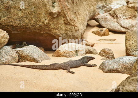 Varan petit au milieu de la roche de la plage Panuba sur l'île de Tioman, Malaisie Banque D'Images