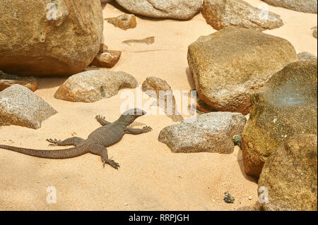 Varan petit au milieu de la roche de la plage Panuba sur l'île de Tioman, Malaisie Banque D'Images