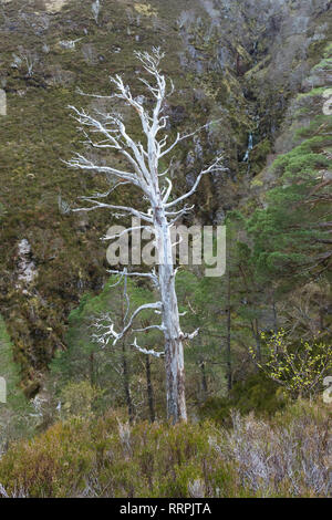 Dead Pin sylvestre - Pinus sylvestris - vestiges de l'ancienne forêt de pins calédoniens - Beinn Eighe National Nature Reserve, les Highlands écossais, UK Banque D'Images