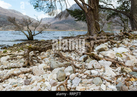Pin sylvestre Pinus sylvestris, arbres aux racines exposé sur le bord du Loch Maree, Beinn Eighe NNR, Wester Ross, dans les Highlands d'Ecosse, Royaume-Uni Banque D'Images