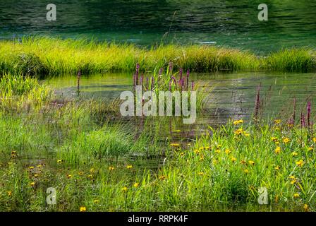 Fleur Fleur près de lac de montagne en Bavière, cheimgau Weitsee Reit im Winkl Banque D'Images