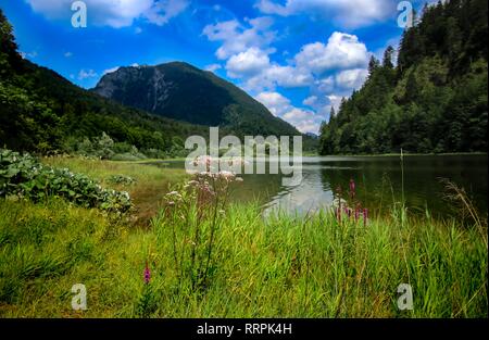 Fleur Fleur près de lac de montagne en Bavière, cheimgau Weitsee Reit im Winkl Banque D'Images