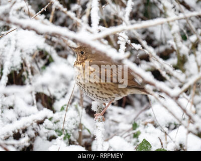 Une Grive musicienne (Turdus philomelos) assis sur une branche enneigée Banque D'Images