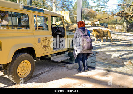 Heidelberg, Allemagne. Feb 26, 2019. Les visiteurs regarder le lion berbère Chalid dans le nouvel enclos au Zoo de Heidelberg. Avec l'installation de 1,5 millions d'euros, le zoo veut remplir sa mission de protéger les espèces et soutenir la conservation programme d'élevage de lions berbères. Credit : Uwe Anspach/dpa/Alamy Live News Banque D'Images