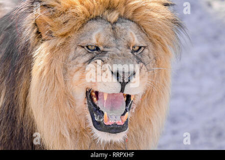 Heidelberg, Allemagne. Feb 26, 2019. Chalid lion berbère se distingue avec sa bouche ouverte dans la nouvelle enceinte à Heidelberg Zoo. Avec l'installation de 1,5 millions d'euros, le zoo veut remplir sa mission de protéger les espèces et soutenir la conservation programme d'élevage de lions berbères. Credit : Uwe Anspach/dpa/Alamy Live News Banque D'Images