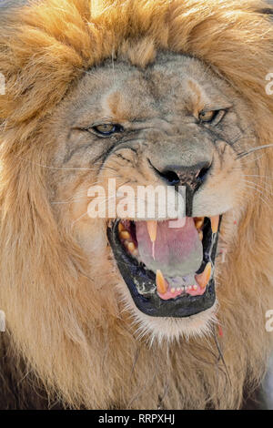 Heidelberg, Allemagne. Feb 26, 2019. Chalid lion berbère se distingue avec sa bouche ouverte dans la nouvelle enceinte à Heidelberg Zoo. Avec l'installation de 1,5 millions d'euros, le zoo veut remplir sa mission de protéger les espèces et soutenir la conservation programme d'élevage de lions berbères. Credit : Uwe Anspach/dpa/Alamy Live News Banque D'Images