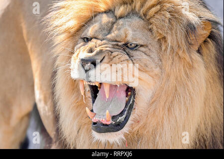 Heidelberg, Allemagne. Feb 26, 2019. Chalid lion berbère se distingue avec sa bouche ouverte dans la nouvelle enceinte à Heidelberg Zoo. Avec l'installation de 1,5 millions d'euros, le zoo veut remplir sa mission de protéger les espèces et soutenir la conservation programme d'élevage de lions berbères. Credit : Uwe Anspach/dpa/Alamy Live News Banque D'Images