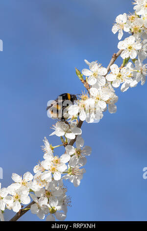 Kidderminster, Royaume-Uni. 26 février 2019. Météo au Royaume-Uni : après la vague de chaleur record d'hier en février, le temps chaud insaisonnier se poursuit aujourd'hui. Avec des conditions de printemps dans la plupart des Britanniques aujourd'hui, il y a confusion parmi les espèces sauvages britanniques, car nombre de nos abeilles bourrées sont en vigueur à la base du soleil glorieux alors qu'elles rassemblent du nectar à partir de fleurs précoces. Crédit: Lee Hudson/Alay Live News Banque D'Images