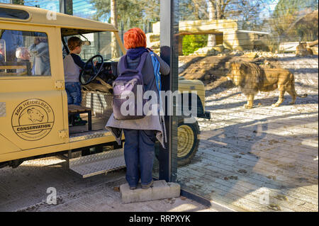 Heidelberg, Allemagne. Feb 26, 2019. Les visiteurs regarder le lion berbère Chalid dans le nouvel enclos au Zoo de Heidelberg. Avec l'installation de 1,5 millions d'euros, le zoo veut remplir sa mission de protéger les espèces et soutenir la conservation programme d'élevage de lions berbères. Credit : Uwe Anspach/dpa/Alamy Live News Banque D'Images