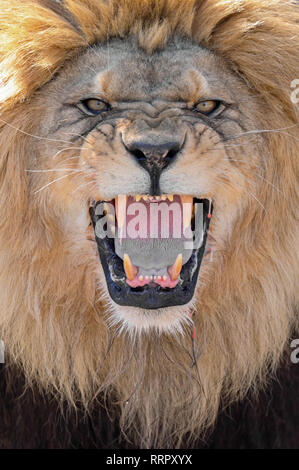 Heidelberg, Allemagne. Feb 26, 2019. Chalid lion berbère se distingue avec sa bouche ouverte dans la nouvelle enceinte à Heidelberg Zoo. Avec l'installation de 1,5 millions d'euros, le zoo veut remplir sa mission de protéger les espèces et soutenir la conservation programme d'élevage de lions berbères. Credit : Uwe Anspach/dpa/Alamy Live News Banque D'Images