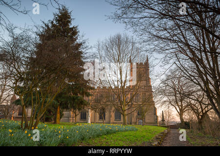 Kidderminster, UK. 26 Février, 2019. Météo France : avec un ciel parfaitement clair, il y a un golden sunset over Worcestershire. Les jonquilles sont visibles dans le cimetière de St Mary et All Saints' Church, Kidderminster, comme le dernier de la journée de la lumière du soleil se reflète sur l'église. Credit : Lee Hudson/Alamy Live News Banque D'Images