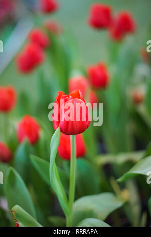Fermé red tulip en jardin botanique. Banque D'Images