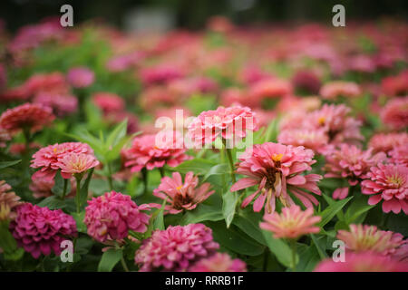 Groupe fermé de zinnia rose fleur en parterre. Banque D'Images