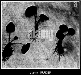 . Les fleuristes [microforme] examen. La floriculture. FBBBDAftV 25, 1915. L'examen pour les fleuristes 93,ooo deux fois de la betterave Cyclamen transplanté de souche, le genre de semences allemande qui fait d'énormes fleurs. Ces plantes ont été cultivées juste à droite et en parfaite le sol pour faire une masse de racines saines. Ils sont maintenant prêts pour^ 2 et 3 pots, et nous pouvons vous fournir 100 ou 50 000 plantes forte et homogène, pas de déchets. Différentes couleurs, rouge de Noël, me demande de Wandsbek, lilas, rose, blanc avec l'oeil rose, à 3,00 $ par 100 ; 27,50 $ pour 1000. Nos Fougères Fougères cultivées en pot sont tous cultivés en pot et pas le genre que wiM revenir sur vous Banque D'Images