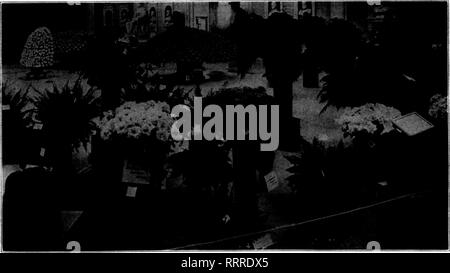 . Les fleuristes [microforme] examen. La floriculture. L'AUTOMNE MONTRE ONT COMMENCÉ ?^fr&gt;9&gt;t^ l'automne fleur sont et font preuve d'avance continue de la qualité du stock et l'attrait de l'arrangement. La saison est l'un d'abondance dans les marchés de fleurs coupées, de sorte que les producteurs commerciaux peuvent bien se permettre de tirer le meilleur parti de ce meilleur des occasions d'attirer l'attention favorable de tJie la fleur-public.^ mi-m NOUVEAU TOBK. L'exposition de la Société d'horticulture. Vendredi soir, le 30 octobre, a eu lieu l'ouverture de la 5-day chrysanthe maman- exposition de l'Horticultural Society de New Y Banque D'Images
