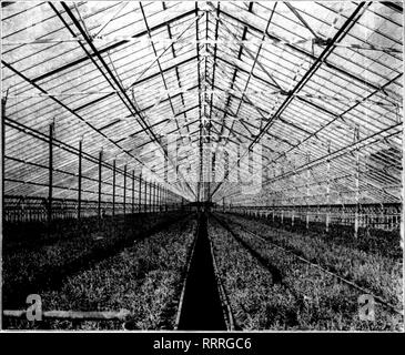 . Les fleuristes [microforme] examen. La floriculture. L'un de nos 60 x 500 pieds érigé pour W. H. Gullett Ac Fils, Lincoln, 111. Fer à Repasser, Télévision derniers châssis Type de chevrons Nous édifions maintenant chambre no 3 de la nouvelle gamme Gullett. Veuillez noter que ces images sont extraites de la page numérisée des images qui peuvent avoir été retouchées numériquement pour plus de lisibilité - coloration et l'aspect de ces illustrations ne peut pas parfaitement ressembler à l'œuvre originale.. Chicago : les fleuristes Pub. Co Banque D'Images