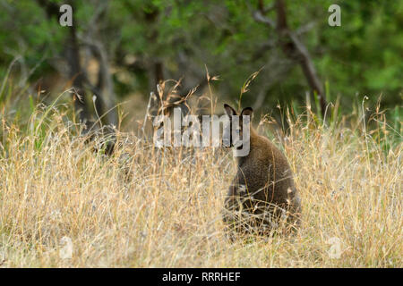 Océanie, Australie, Tasmanie, Australie, Bruny Island, le wallaby, kangourou australien, de la faune, des animaux Banque D'Images