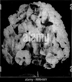 . Les fleuristes [microforme] examen. La floriculture. Plante vivace Phloxes stock le plus vaste au monde strong un an sur le terrain, les plantes cultivées qui fera une belle saison prochaine affichage confondre Collection de Hardy Phlox Albion (moyen). L'un de nos propres Introductions ; produire des très grandes panicules de fleurs blanc pur, avec léger anlUne-yeux rouges. Bacchante (grand). Tyrlan rose, rouge avec des yeux carmin. B. Coiute (moyen). Français brillant violet, avec crimson-voiture- mine d'ombrages. 85 cts. par doz. ; |6,00 par 100. Coquellcot (Dwarf). Une flne écarlate pure, avec crimson-yeux rouges. 8(i cts. par doz. ; |6 Banque D'Images